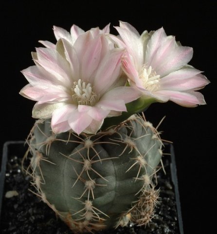 Gymnocalycium_bruchii_2